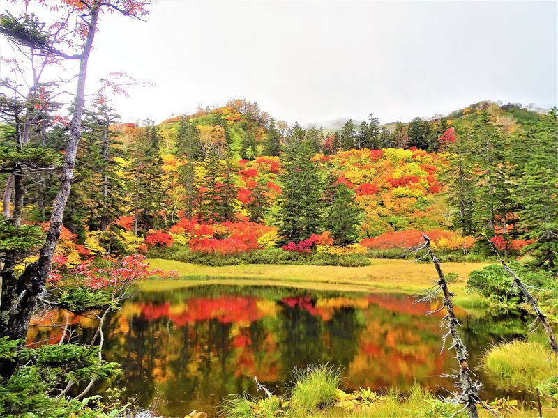 大雪山紅葉めぐり1泊2日モデルコースで気軽に絶景堪能 北海道 Lineトラベルjp 旅行ガイド