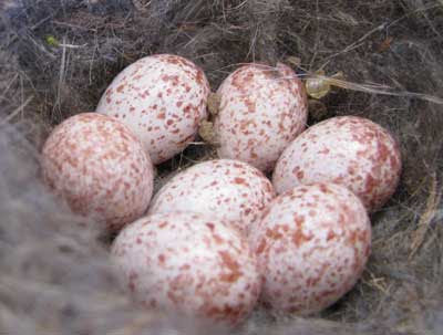 Cavity Nester Egg Identification And Comparison By Size House Wren Tufted Titmouse Black Capped Chickadee Bluebird House Sparrow