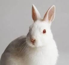 うさぎの目は５種類 さくらとももこ