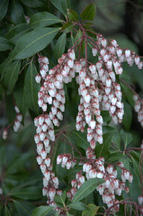 Andromeda Flowers
