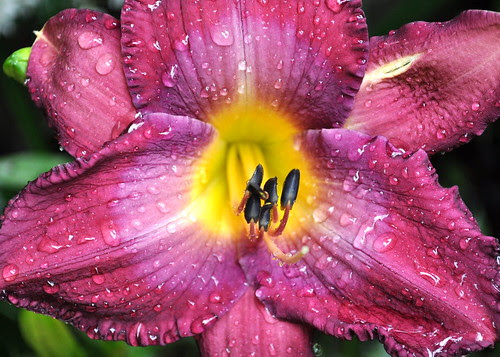 daylilies