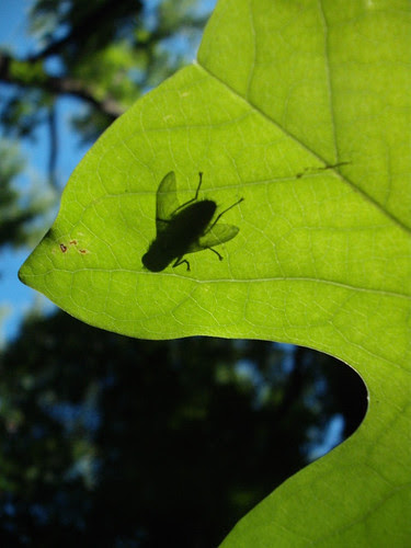 Fly Silhouette