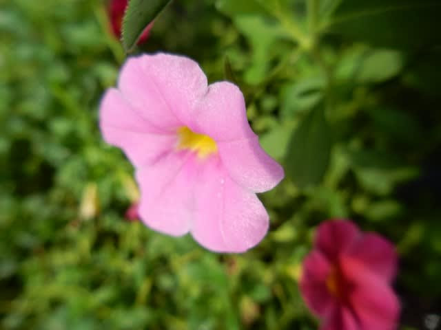 ロイヤリティフリーミリオン ベル 花 言葉 すべての美しい花の画像