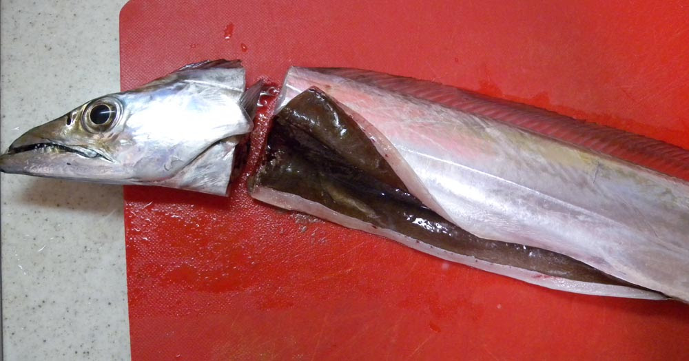 タチウオ捌きは超簡単 炙りのお刺身 塩焼き ムニエル 骨せんべい フライ 澄まし汁 ラーメン ごまプリンの沖釣りに行こうよ