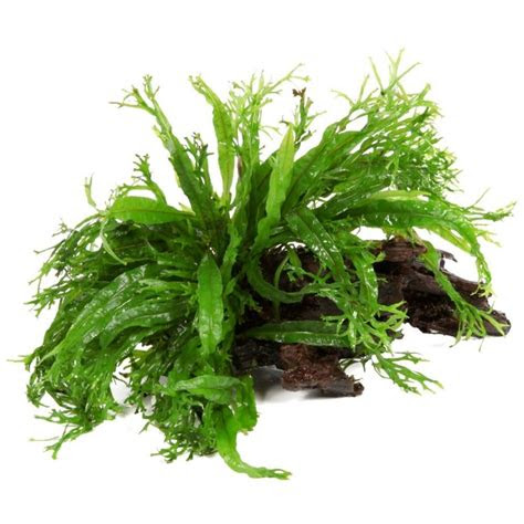 The three primary colors are red, blue, and yellow. LÃ¡mparas Led Gako ZJL-B - Gamberos