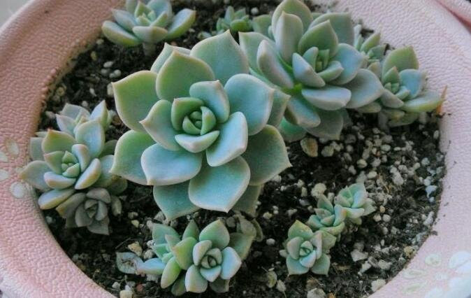 白牡丹多肉养殖过程中要注意什么问题 白牡丹多肉总数掉叶子要怎么补救 农林牧渔科技 赢家财富网