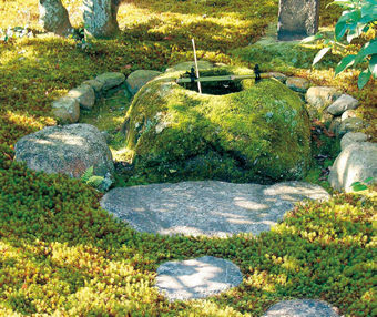 ガーデン植物講座 シダ類とコケ類への期待 タカショー リフォームガーデンクラブ