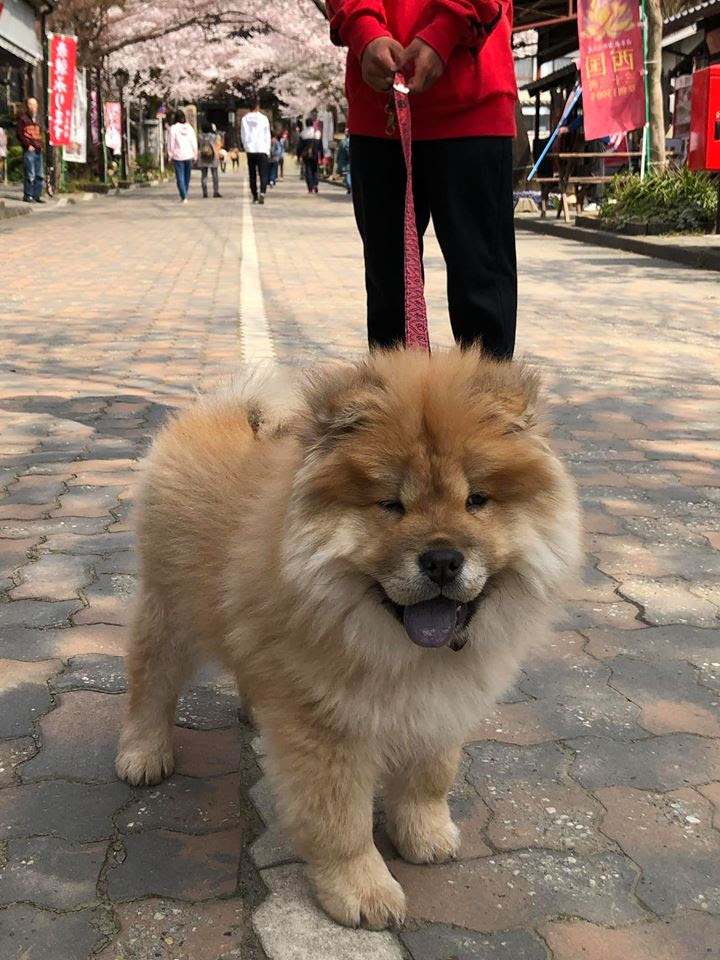 看板犬チャウチャウがお出迎えします 畳工房のぐち