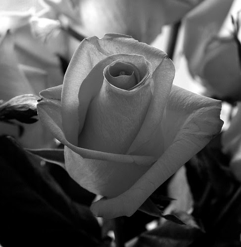 rose picture by K10D and Tamron 28-75 f/2.8