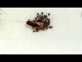 Baby Cockroach