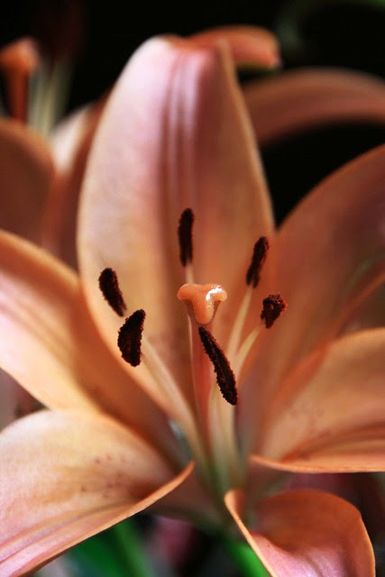 Pink by megacampiona