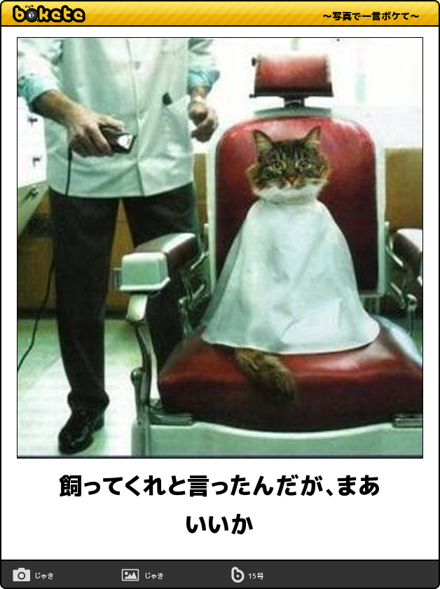 日常を100倍も楽しくする 秒殺で笑える 猫ちゃんのおもしろbokete 21選 猫の総合情報サイト ペットスマイルニュースforネコちゃん
