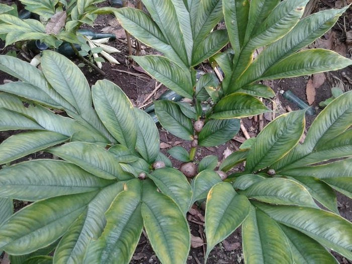 Harga Menjanjikan Warga di Manggarai Timur Ramai Tanam Harga Menjanjikan Warga di Manggarai Timur Ramai Tanam