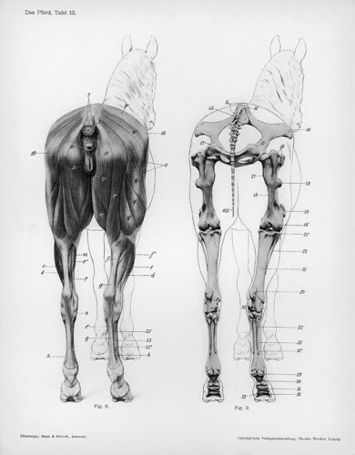 horse - posterior anatomical views