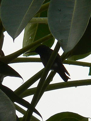 colibri.jpg
