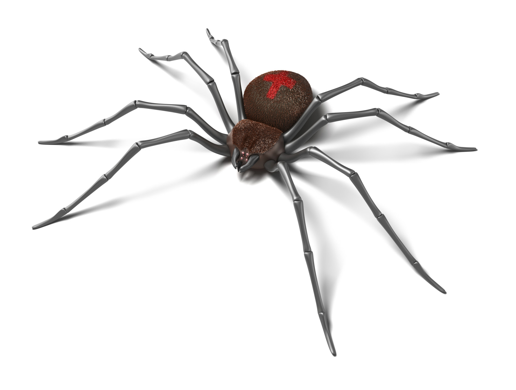 Spiders | Pet Poison Helpline
