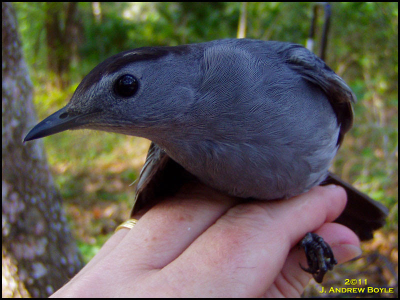 Gray Catbird