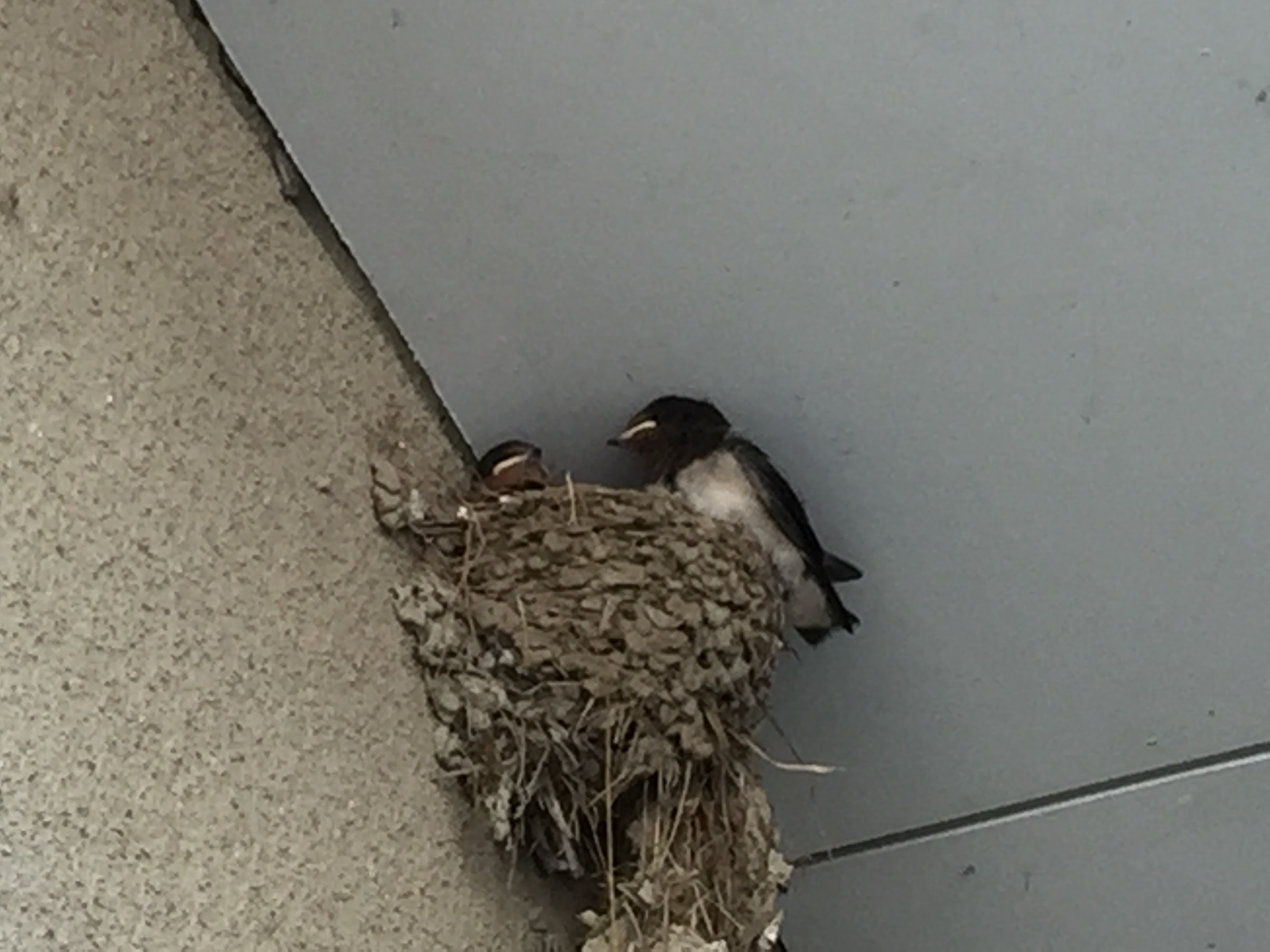 巣作りが下手なツバメは ケーピー株式会社 Kpc 製造業