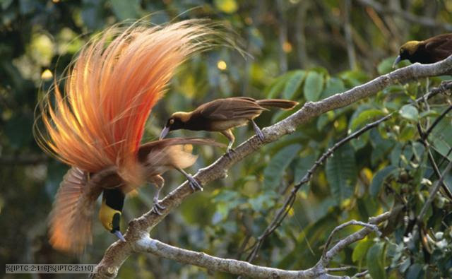 Evolution In The Birds of Paradise