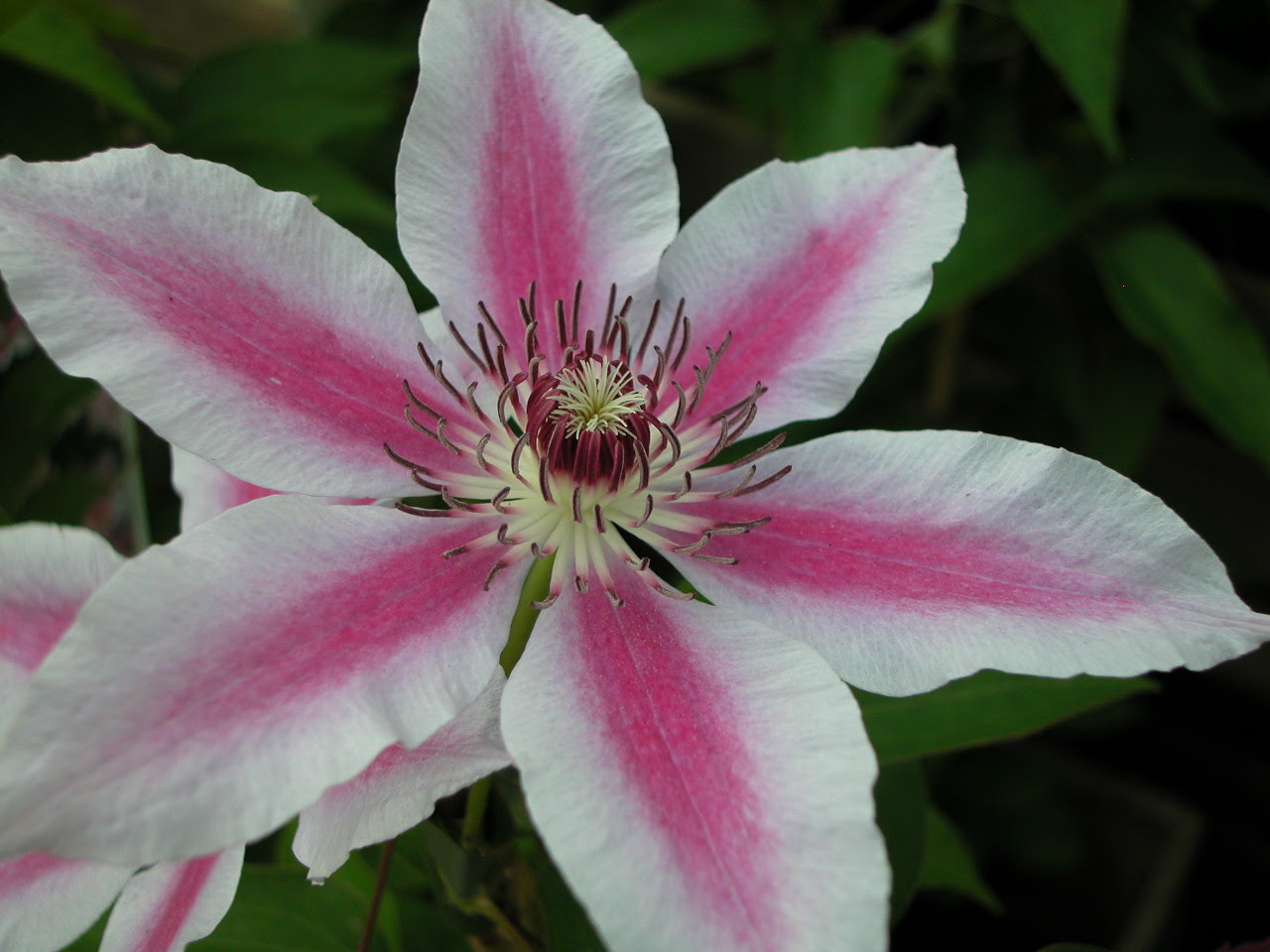 Clematis hybrids group ... www.clematis.be...