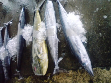 サワラとシイラ 沖縄久米島名産 美ら海育ち 南西興産の車えび 楽天ブログ
