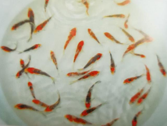紅白 大正三色 昭和三色錦鯉魚苗的初選和再選要訣 每日頭條