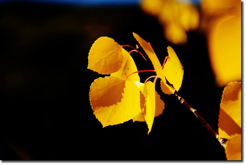 Aspen leaves 1