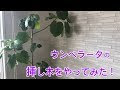 √1000以上 ウンベラータ 挿し木 土 256644-ウンベラータ 挿し木 土