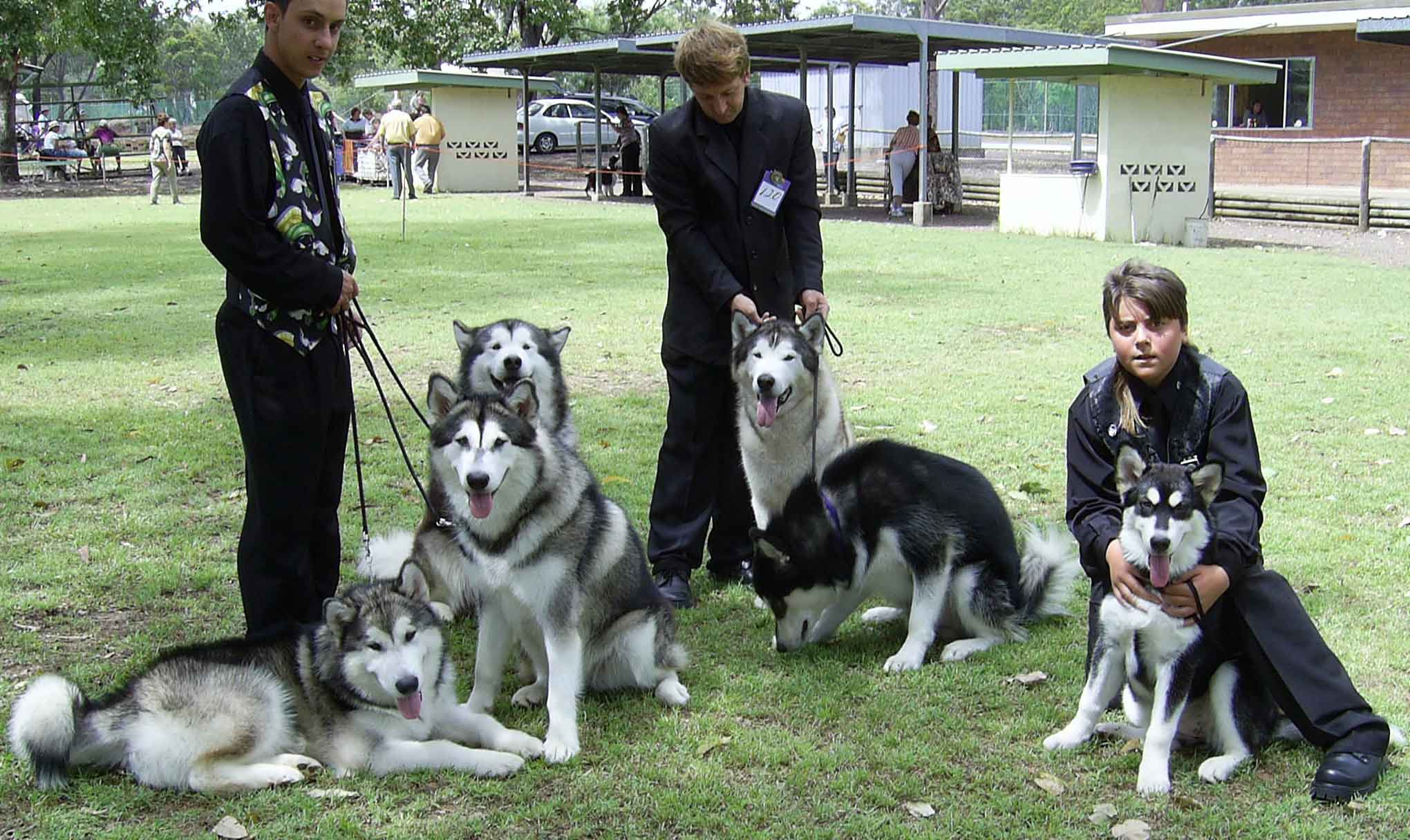 Group of Alaskan Malamute