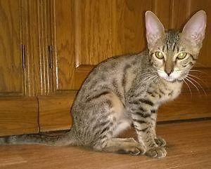 Savannah Kittens available for Sale in Bellefontaine, Ohio ...