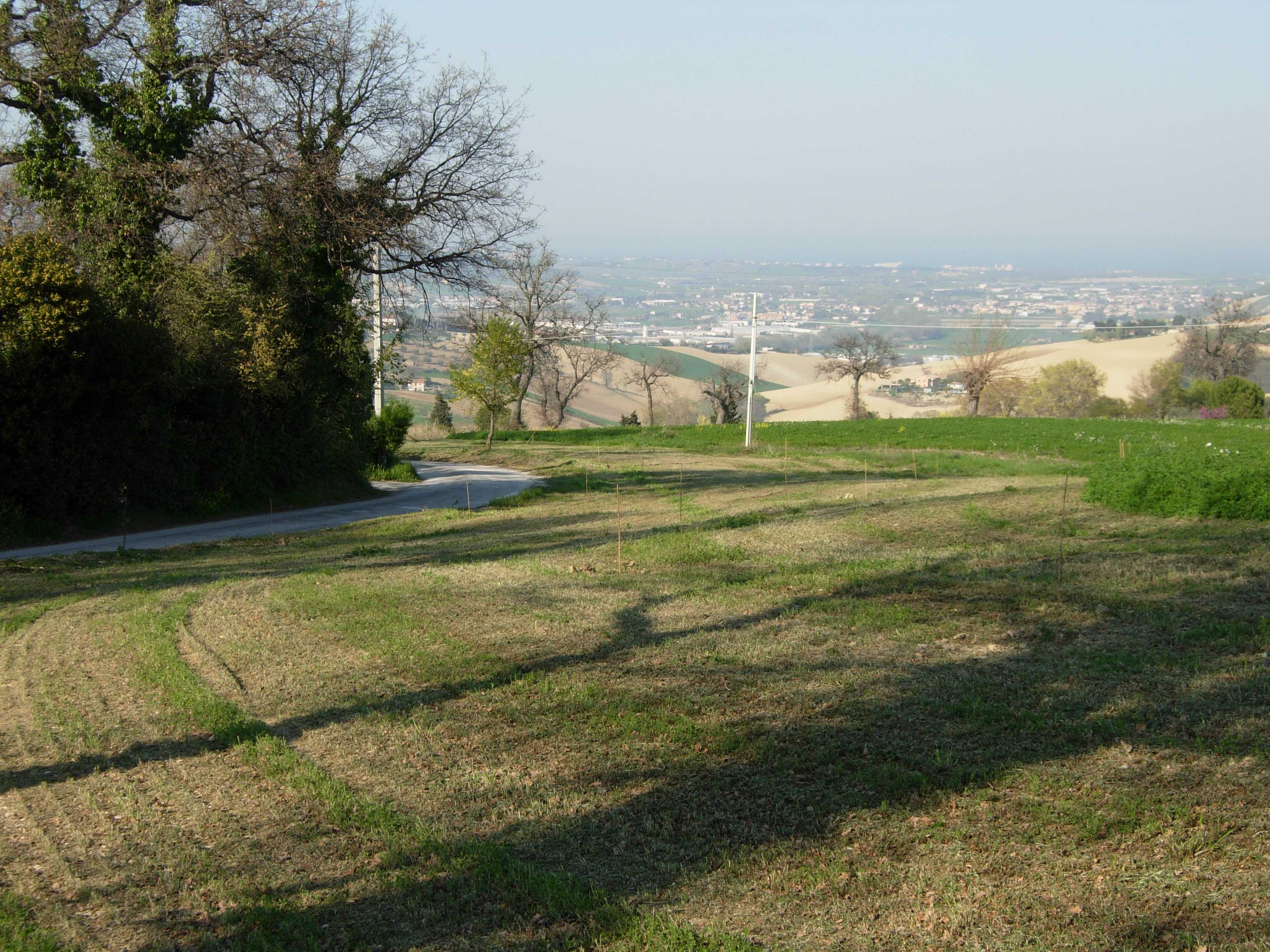 bosco1.jpg