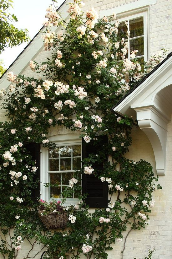 New Dawn | http://awesome-beautiful-garden-decors.blogspot.com