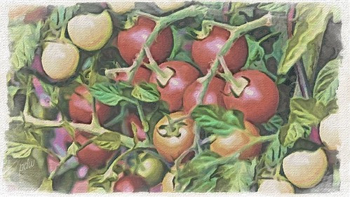 Home Grown Tomatoes by pdw's atelier