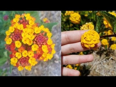 How to Grow Lantana From Cuttings