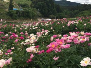 シャクヤクガーデン さんろく自然塾うめだファーム