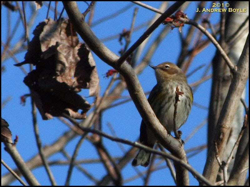Myrtle Warbler