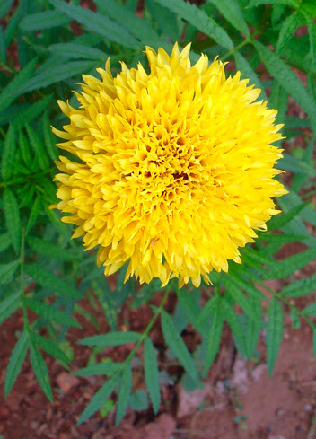 Types Of Flowers In India