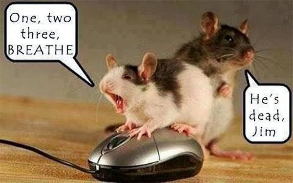 30 Funny animal captions - part 19 (30 pics), funny mouse picture with caption