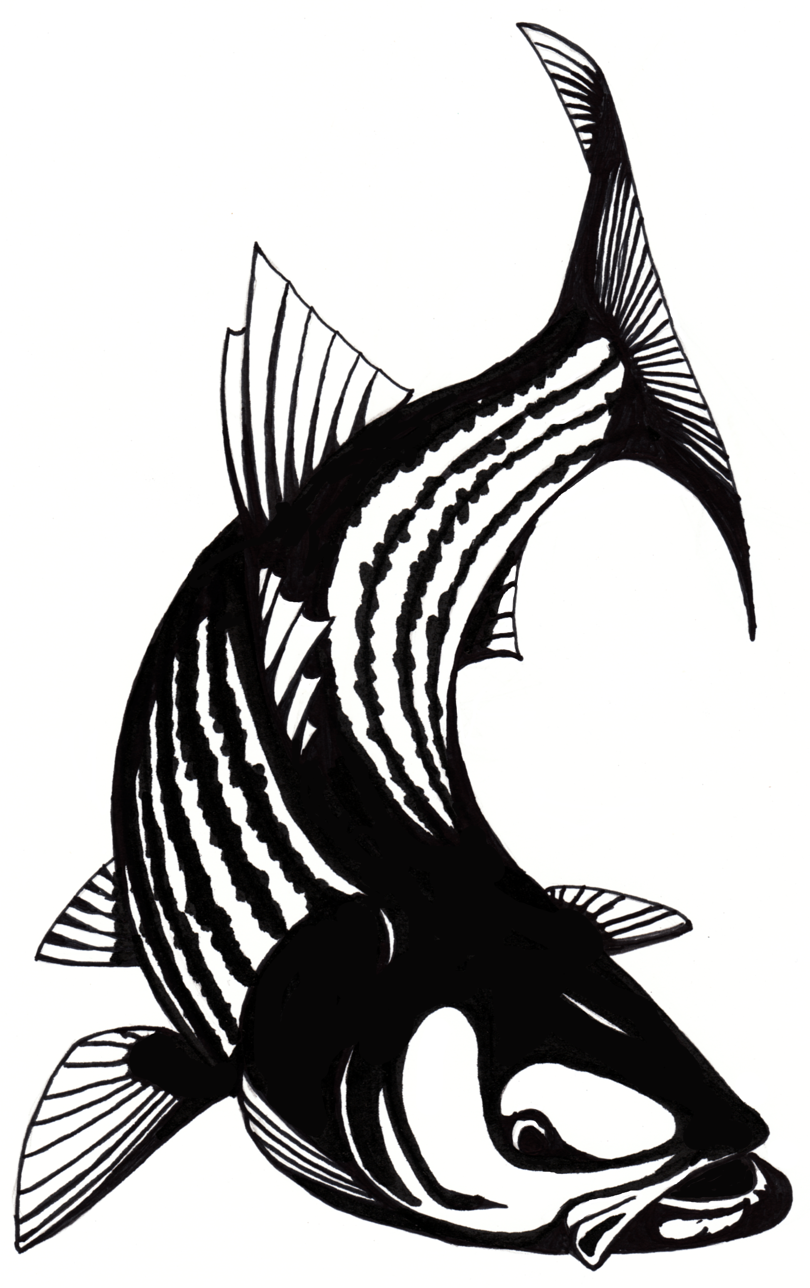 Free Free 329 Striped Bass Svg Free SVG PNG EPS DXF File
