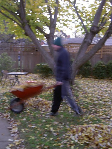Autumn leaves