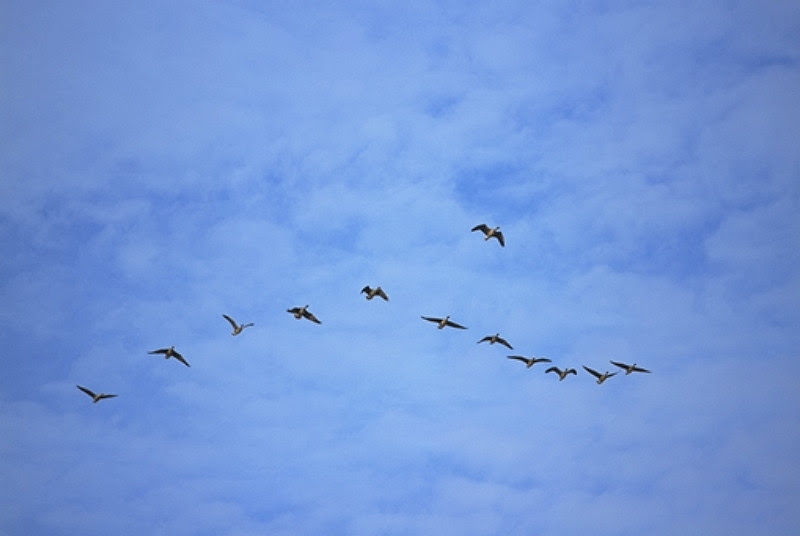 雁の群れ フリー素材 鳥