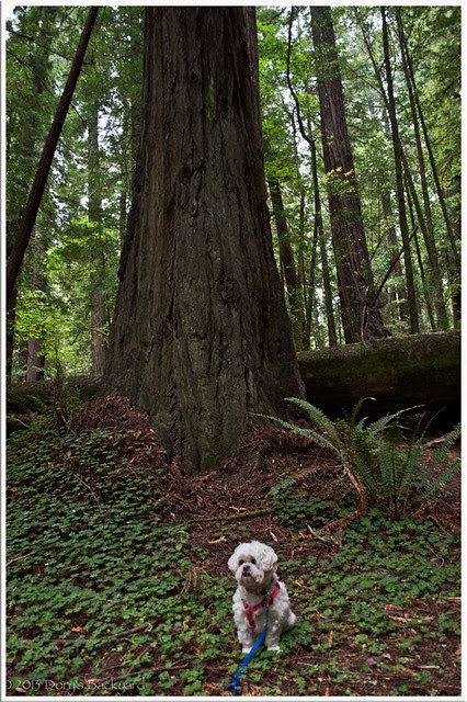 LittleDogBigTree