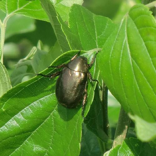 むしq 昆虫図鑑 ドウガネブイブイ コガネムシ科