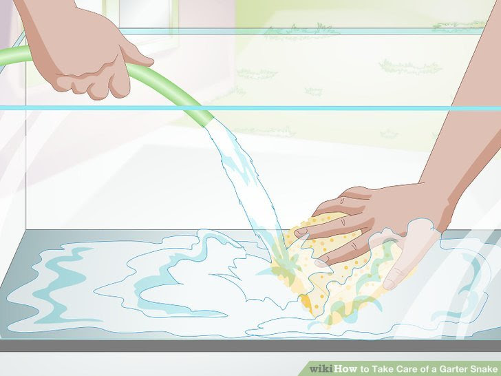 Take Care of a Garter Snake Step 15 Version 2.jpg