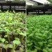 FarmedHere, Indoor Farm, urban farming, chicago, aquaponics, aeroponics, organic indoor farm, vertical farm