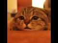 猫 ホラー 映画 288531-猫 映画 ホラー