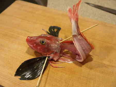 ホウボウの刺身 姿造り 三枚おろし 明日は大阪です 魚料理と簡単レシピ
