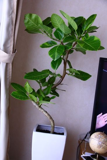 新しく仲間入りした観葉植物 Round The World