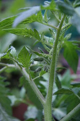 tomato