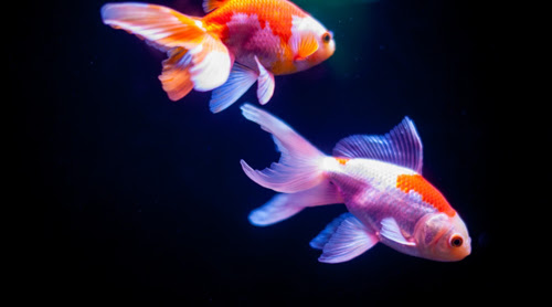 コメットの飼い方 金魚 飼育 えさ 病気 種類 ミズムック